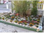 Apartmani Ancy ostrov Rab Chorwacja