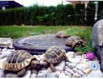 Apartman Dujmovic Split Chorwacja